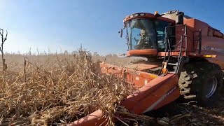Combining a Corn Field With Significant Wind Damage - Almost Finished With The 2021 Harvest