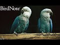 The Return of the Extinct Little Blue Macaw