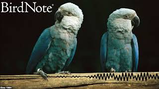 The Return of the Extinct Little Blue Macaw