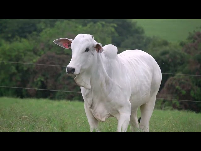 Lote 42 - Leilão Virtual Super Nelore - 2ª Edição - Matrizes