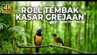 🔴 Live Tembakan Cucak Cungkok Isian Mewah vs Tepus Kepala Abu Nembak Panjang Kasar