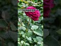 Floral beauty|#flowers #nature #naturephotography #natureshorts