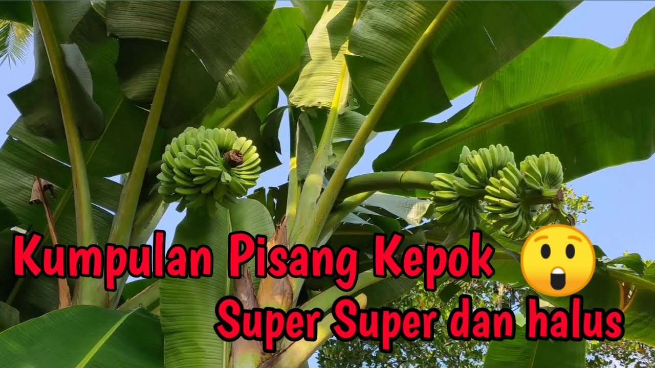 Pisang kepok super super 