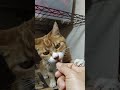 2026 01 12 02 猫動画ショートですニャン ‐ #cat #子ネコ #猫 #catsofyoutube #cats