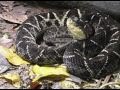 Bothrops asper - terciopelo o barba amarilla