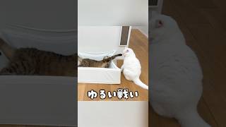 猫のゆるすぎる戦いがこちら