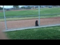 Puppy remote sit and whistle using fence (5 1/2 mos.)
