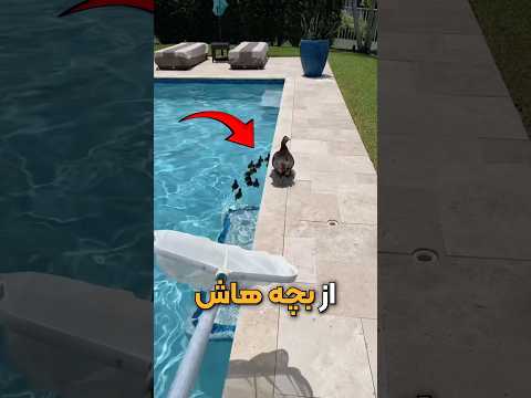 این دختر بچه اردک ها رو نجات داد اما واکنش مادرشون دنیا رو متوقف کرد