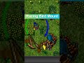 Tibia Racing Bird Mount Tame Item Carrot ON A Stick Port Hope  #tibia #tibia2025 #tibiamount