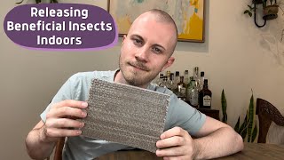 Releasing 400 Insects In My Home — Using Beneficial Insects As Pest Control (Green Lacewing Larvae)