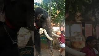 Gajaraja Thrikkadavoor Sivaraju-Plz Subscribe For More Videos