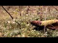 Download Аквариум Джунгли Аквариум Джунгли