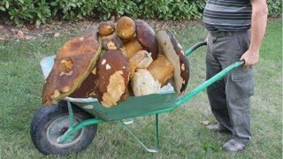 I found huge mushrooms. Extreme mushroom picking. You must see.