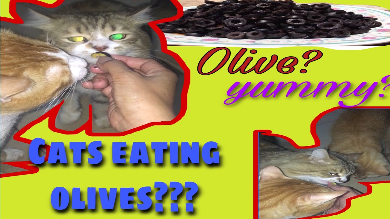 Have you ever seen a cat that eat olives? Watch this YouTube