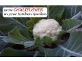 Easy Method To Grow Cauliflower From Seeds