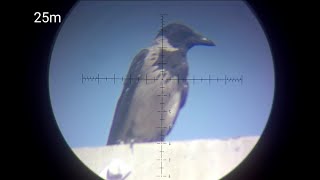 hunting crow with fx maverick 990 ft