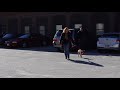 Dog Training | Rosie during her drop off session | Solid K9 Training Dog Training Dog Training | Rosie during her drop off session | Solid K9 Training Dog Training