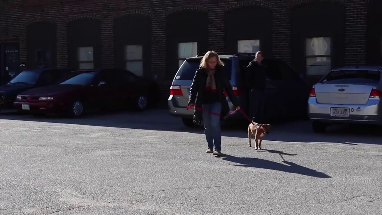 dog trainer in delhi Dog Training | Rosie during her drop off session | Solid K9 Training Dog Training