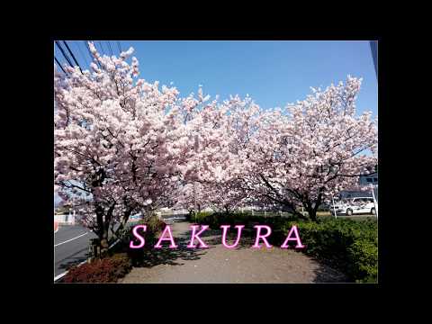 SAKURA　いきものがかり（ピアノソロ　初級）