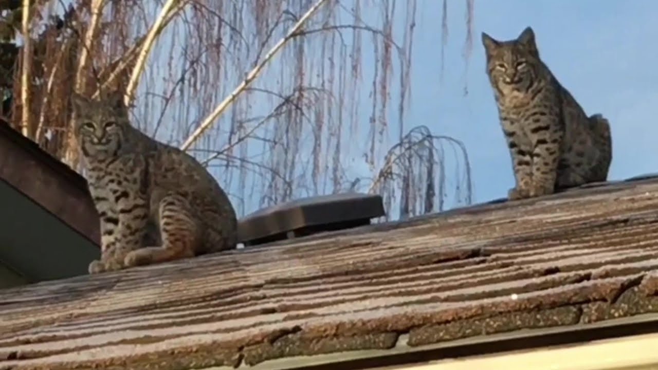 Urban Wildlife Bobcats on Brookpark Boulevard YouTube