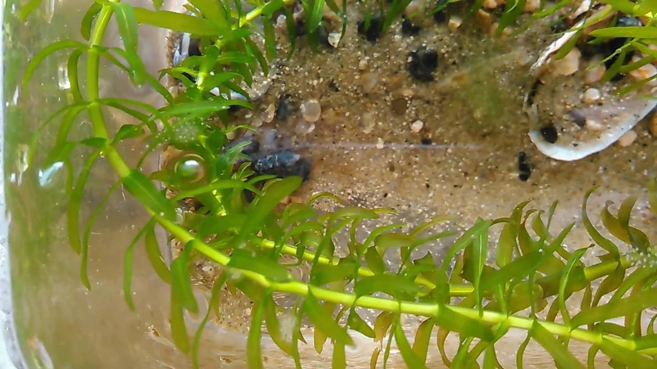 琵琶湖で捕まえたエビが大量繁殖 Lake Biwa Shrimp 9 27 Youtube
