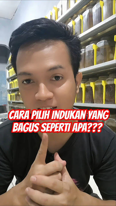CARA PILIH INDUKAN CUPANG YANG BAGUS SEPERTI APA? #ikancupang #cupang #cupanghias #bettafish
