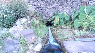 20110907 - Flores Moinho Agua II