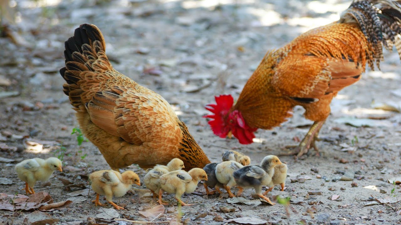 Cüce saxlamagin qizil qaydalari