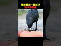 熊が鮭の一部だけ食べる理由