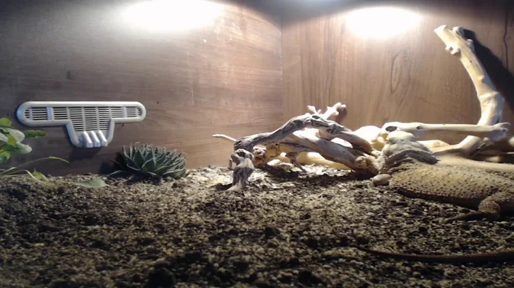 Janice The Dragon