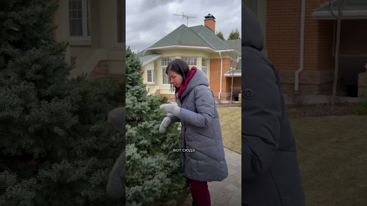 Как привести хвойные в порядок весной?  