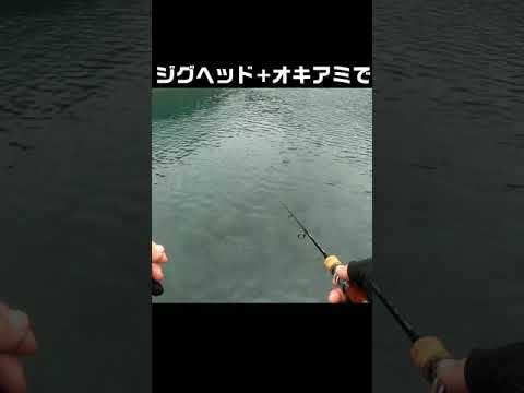 簡単仕掛けを落とすだけの堤防釣りが楽しい #shorts #釣り #海釣り
