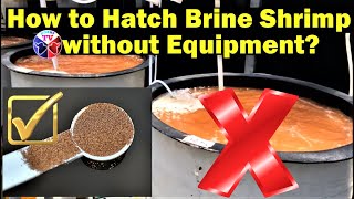 Brine Shrimp Eggs Hatching Without Equipment