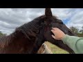 Wild Horse Runs At Me & Tries To Kick Me - I Explain Why - A Little Bucking Buddy Show