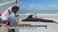 Sea turtles and dolphins impacted by red tide in Manatee County 