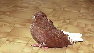 Голубенка Мишку все обижают ✿ Everyone hurts the little pigeon Mishka