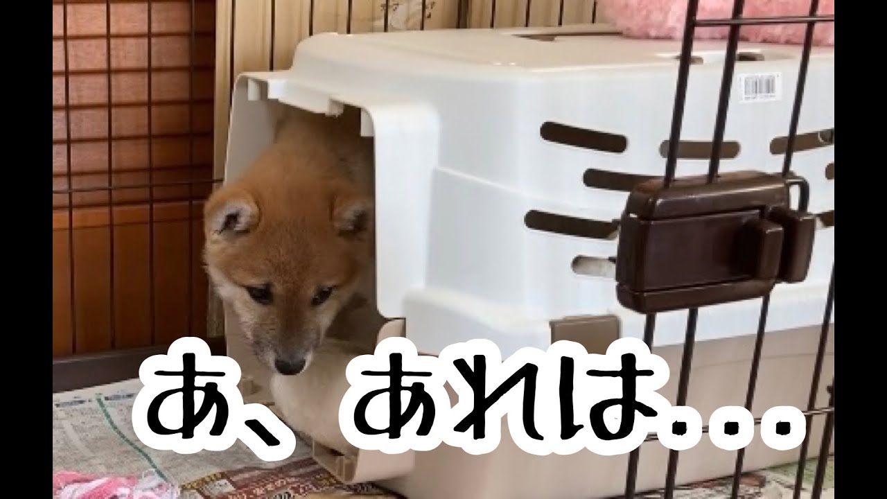 【柴犬子犬のおもしろ動画】恐怖の掃除機！逃げられるか！？ YouTube