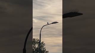 iPhone 15 Pro Camera Video Zoom test 4K60 iphone #iphone15pro #iphonevideo