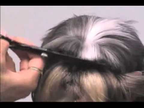 Super Styling Session Shih Tzu Grooming Tips