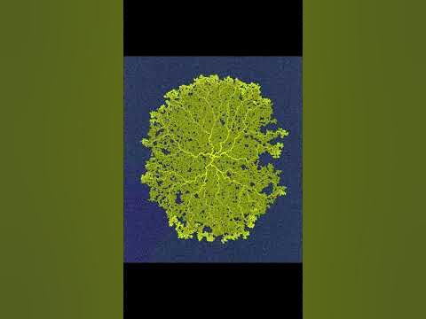 Genius Slime Mold Solves a Maze! |š²š²| #shorts - YouTube