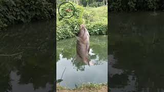 Kenapa Ikan Nila Tidak Mau Makan Umpan?