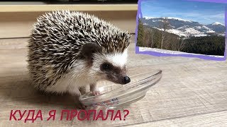 Куда я пропала? Где видео?