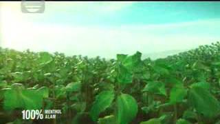 Indosiar La Manthol 21 39 2703