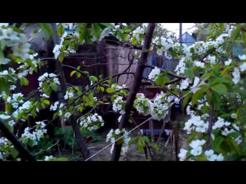 Видео: Опыление вишневого дерева - узнайте об опылении вишневого дерева