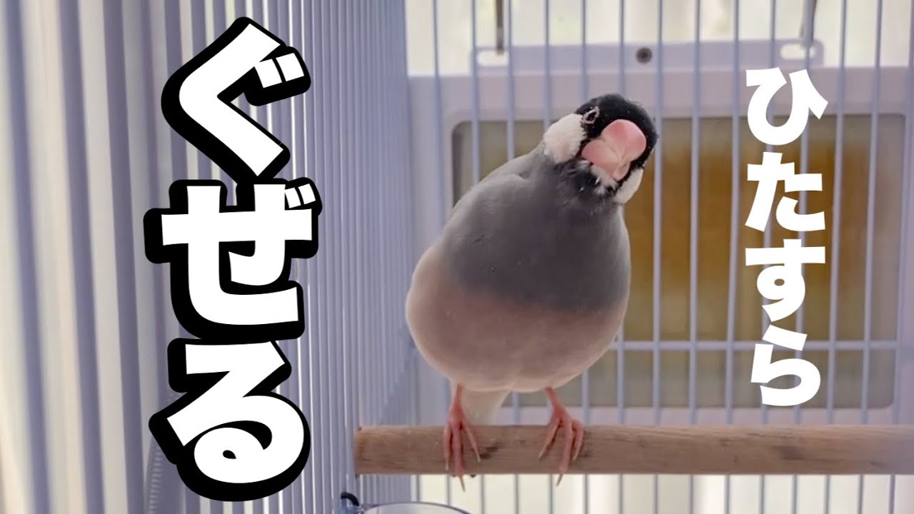 文鳥さんのぐぜり　ひたすら　ぐぜる　グチュグチュグチュグチュ