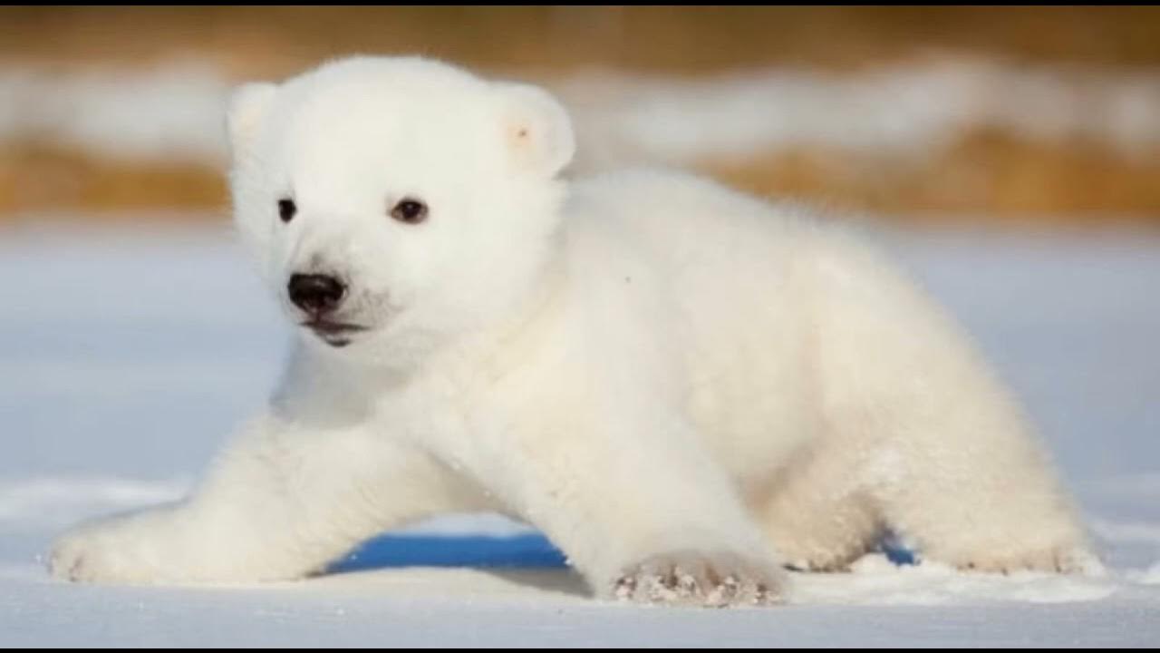 Polar Bear Cub Sound Effects 🐻‍ ️ 🔊 YouTube