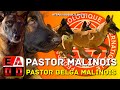 PASTOR BELGA MALINOIS | Historia, caracteristicas, cuidados y salud | EADD CHANNEL