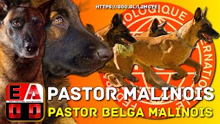 Belgian Malinois. History, general appearance, and health care. EADD CHANNEL.