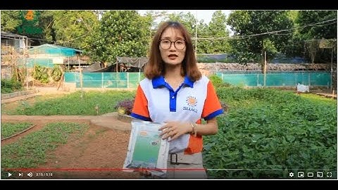 Nấm đối kháng Trichoderma - Những ứng dụng và cơ chế hoạt động của Trichoderma