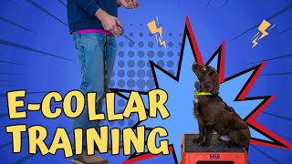 How To Place Train A Dog Using An E-Collar by Standing Stone Kennels 2,123 views 1 month ago 8 minutes, 32 seconds
